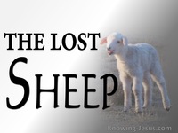 sheep